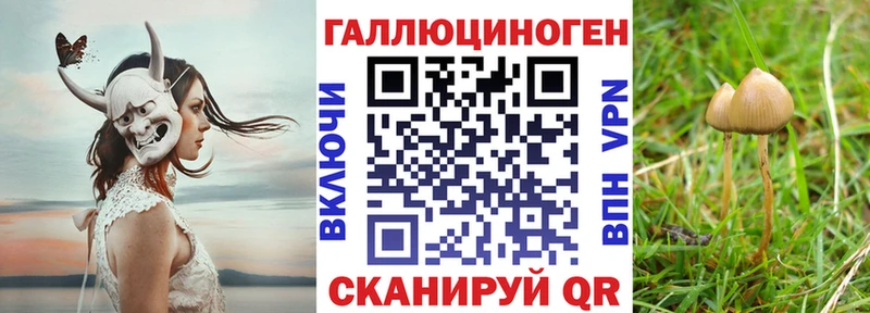 Псилоцибиновые грибы Cubensis  Таштагол 